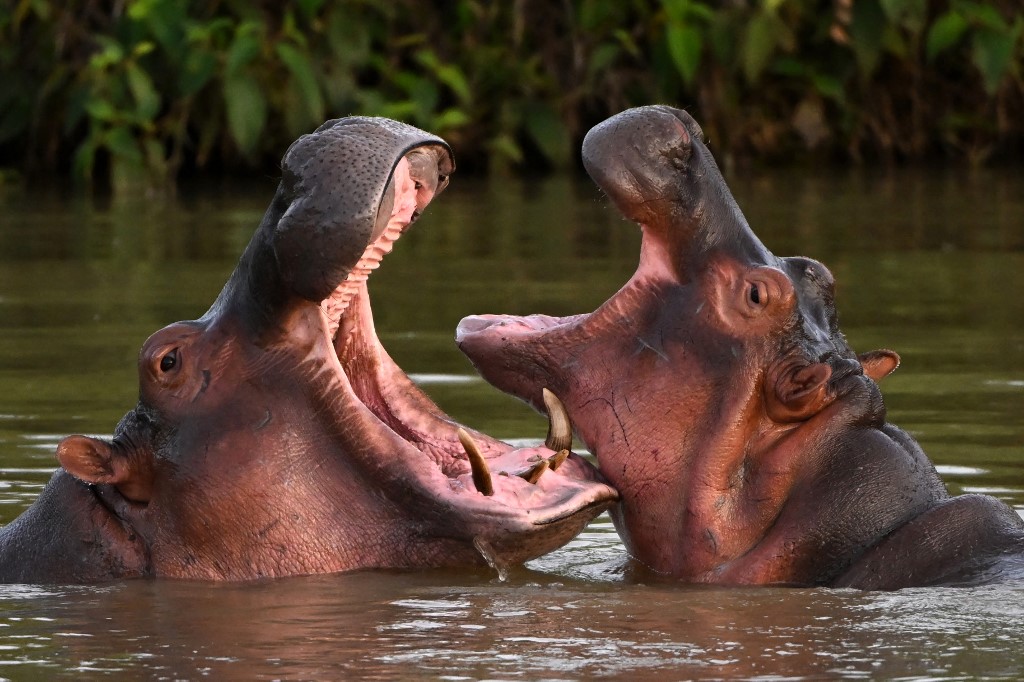 Colombia grapples with Escobar’s hippopotamus legacy