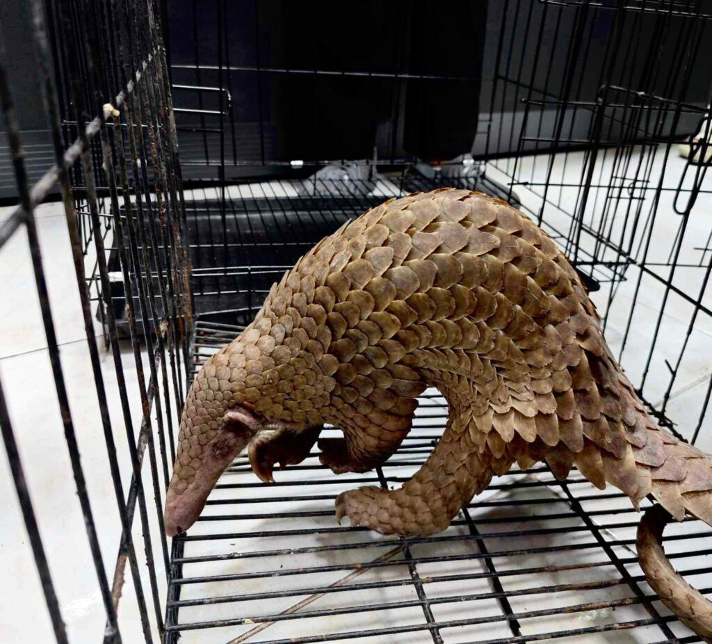 Pangolin rescued in Angeles City