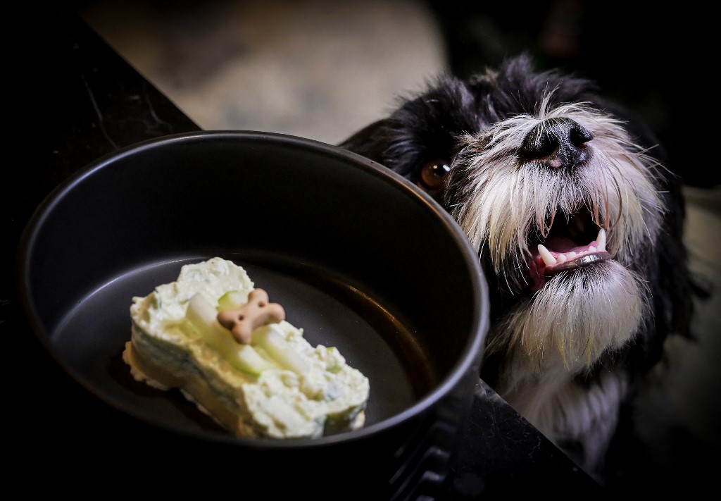 Meals to woof down at Italy’s first dog restaurant