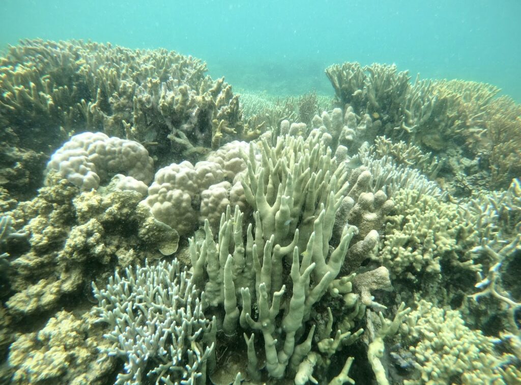 Coral reefs: Going, going, gone?