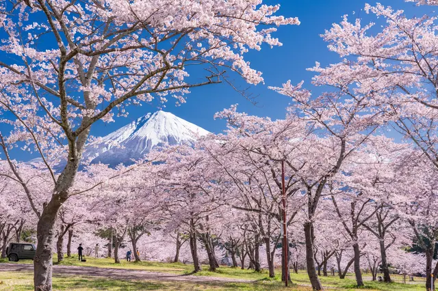 Not just about the ‘gram: What you can do while chasing cherry blossoms