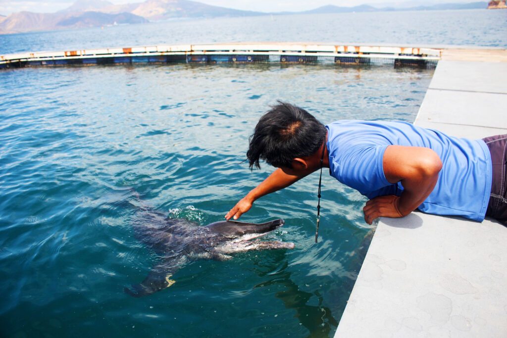 Ocean Adventure nurses rescued dolphin