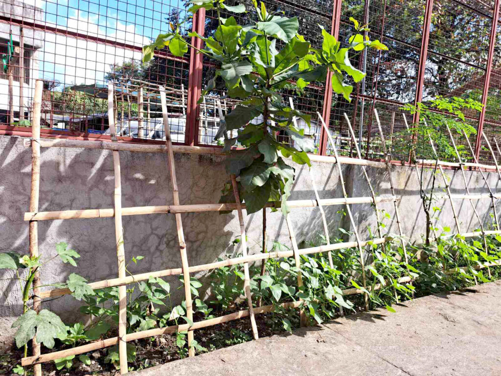 Quezon City Police District goes green
