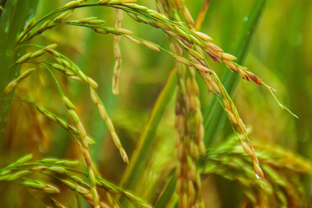 Central Luzon still top rice producer in 2023